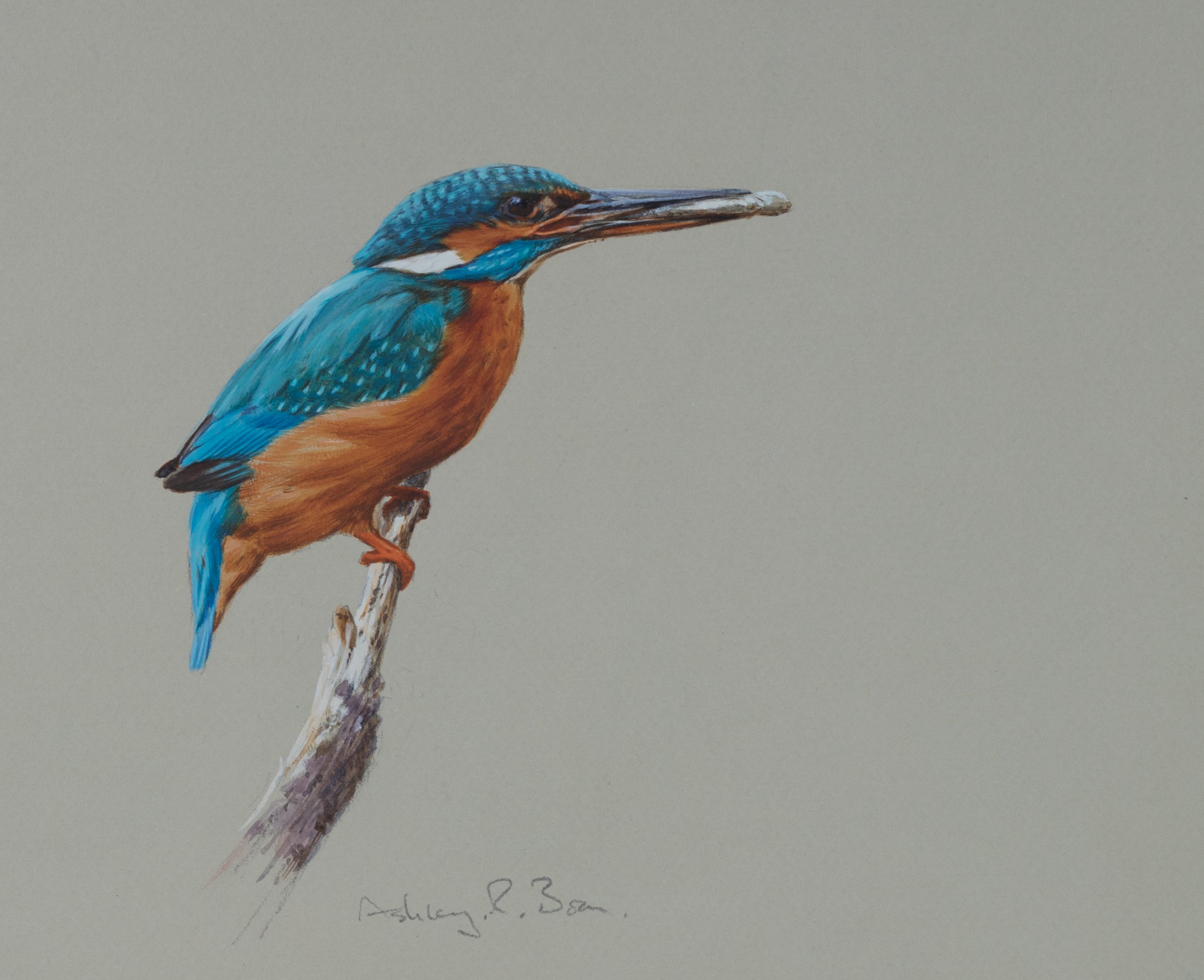 'Kingfisher with Fry' - Original watercolour by Ashley Boon - 7.5" x 8.5"