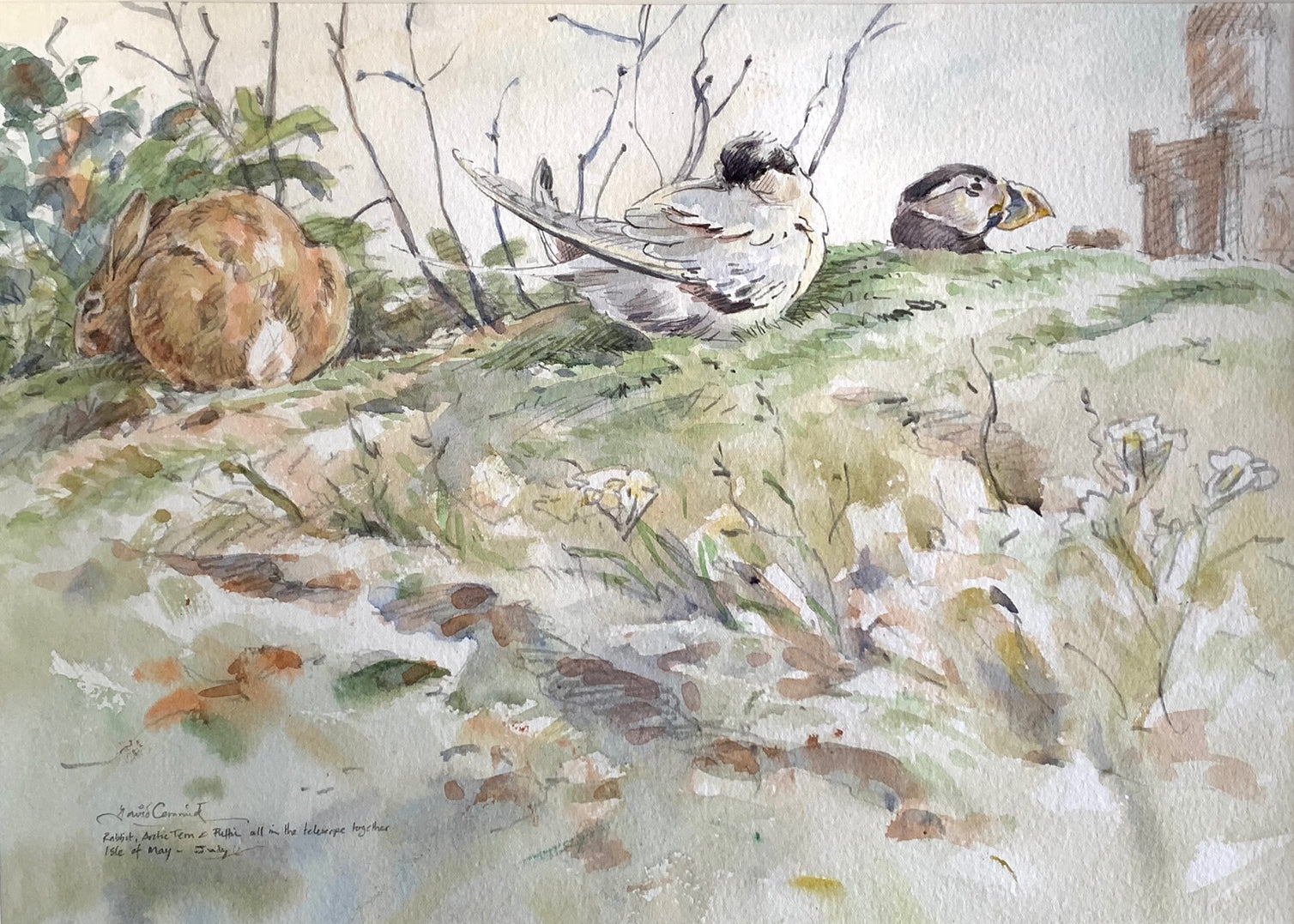 'Rabbit, Tern & Puffin’ - Original Watercolour by David Cemmick - 25 x 35cm