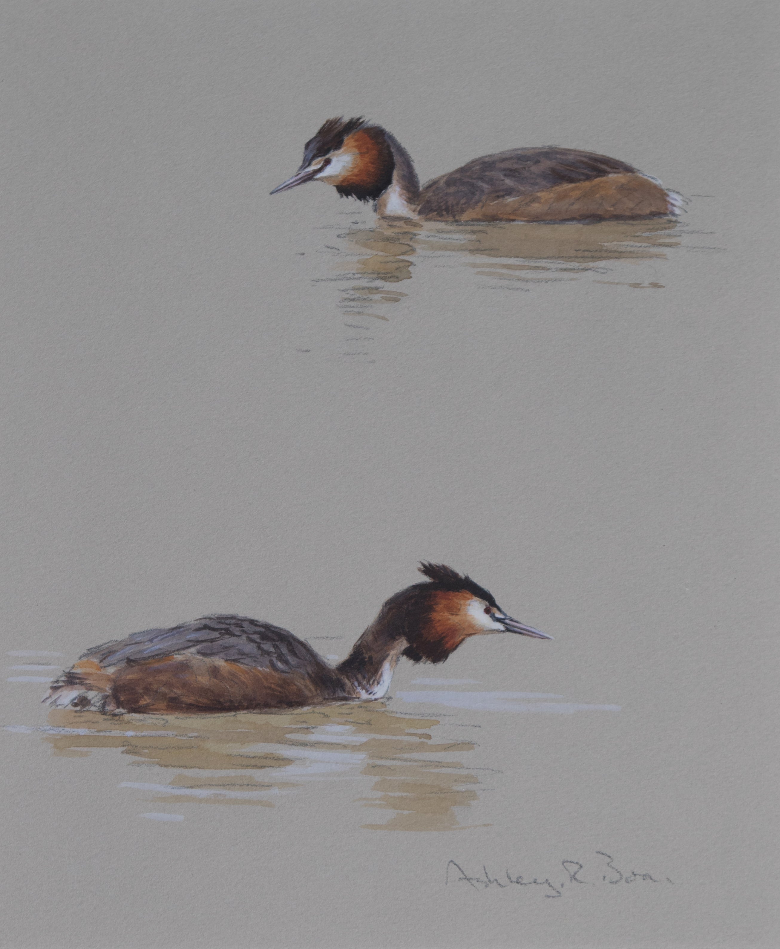 'Great Crested Grebe Studies' - Original watercolour by Ashley Boon - 9.5" x 8"