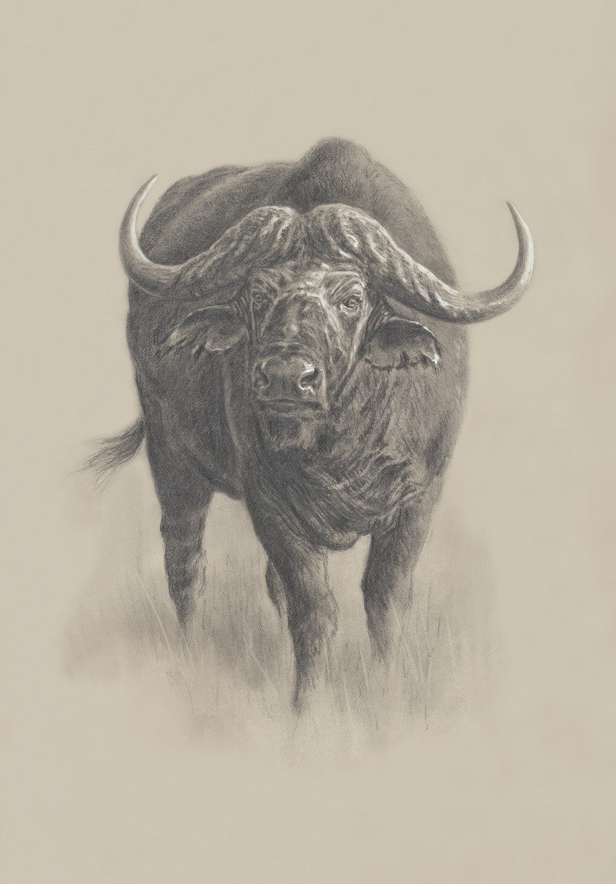 034. 'Head on Buffalo' Limited Edition Print (10 only) by Ashley Boon - 28.5" x 20"