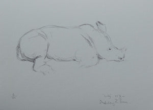 035. 'Lily, Rhino Calf' Limited Edition Print (25 only) by Ashley Boon - 9.25" x 13"