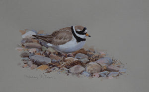 'Ringed Plover' - Original watercolour by Ashley Boon - 7" x 12"