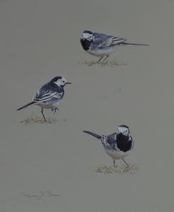 'Pied Wagtail Studies' - Original watercolour by Ashley Boon - 13.5" x 10.75"