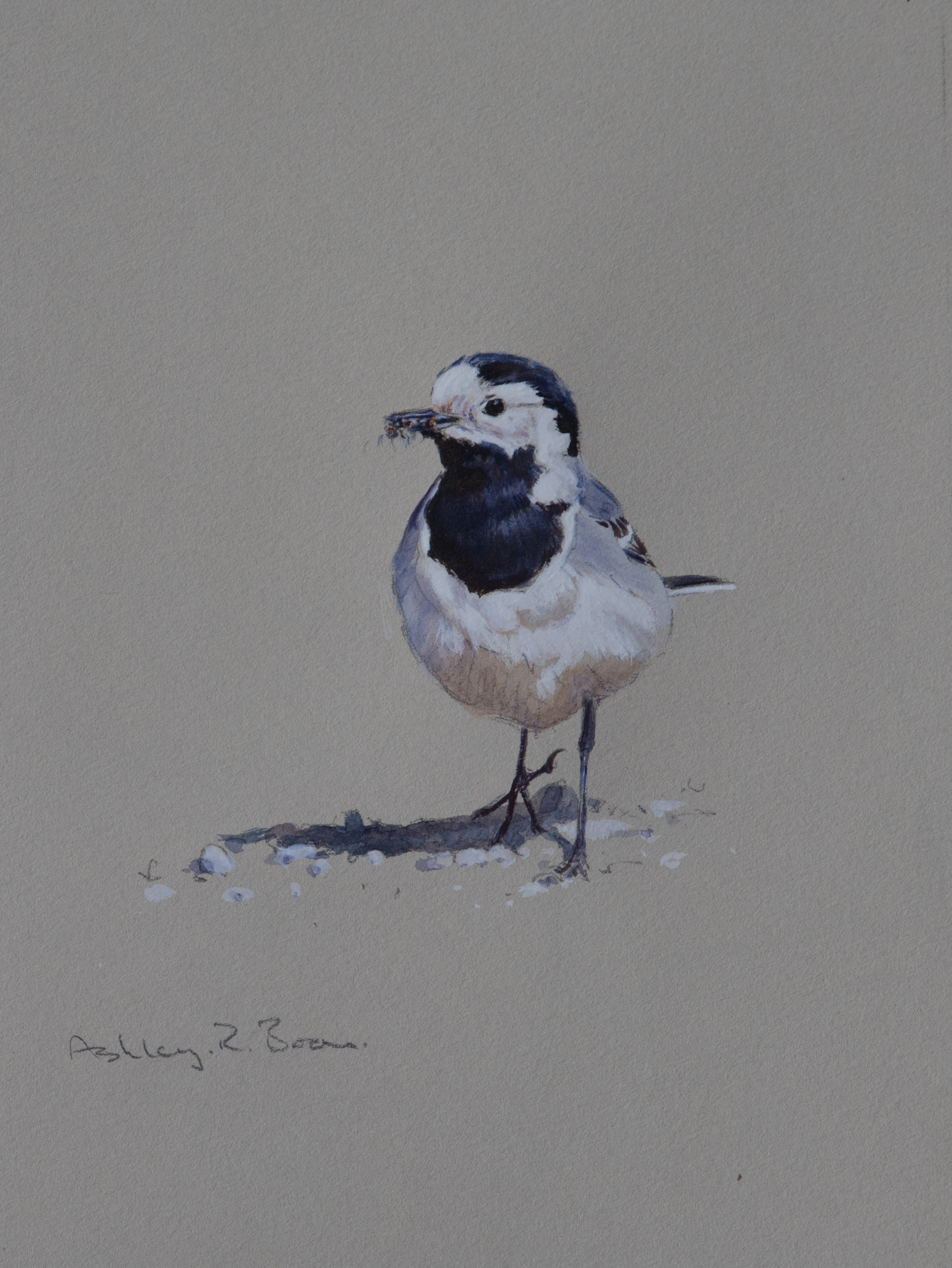 'White Wagtail Sketch' - Original watercolour by Ashley Boon - 8" x 6"