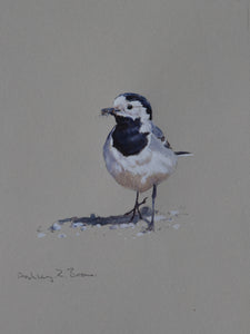 'White Wagtail Sketch' - Original watercolour by Ashley Boon - 8" x 6"