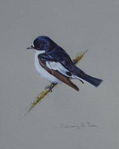 'Pied Flycatcher' - Original watercolour by Ashley Boon - 7.75" x 6.5"