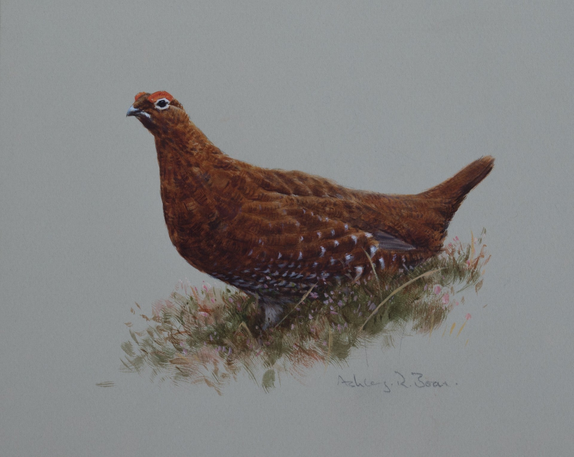 'Red Grouse Portrait' Original watercolour by Ashley Boon - 7.5" x 9"