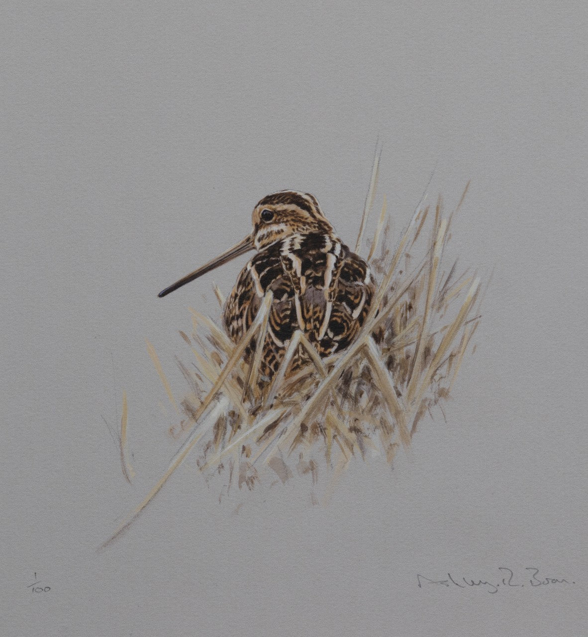 004. 'Snipe in Reeds' Limited Edition Print (100 only) by Ashley Boon - 9.5" x 8.25"