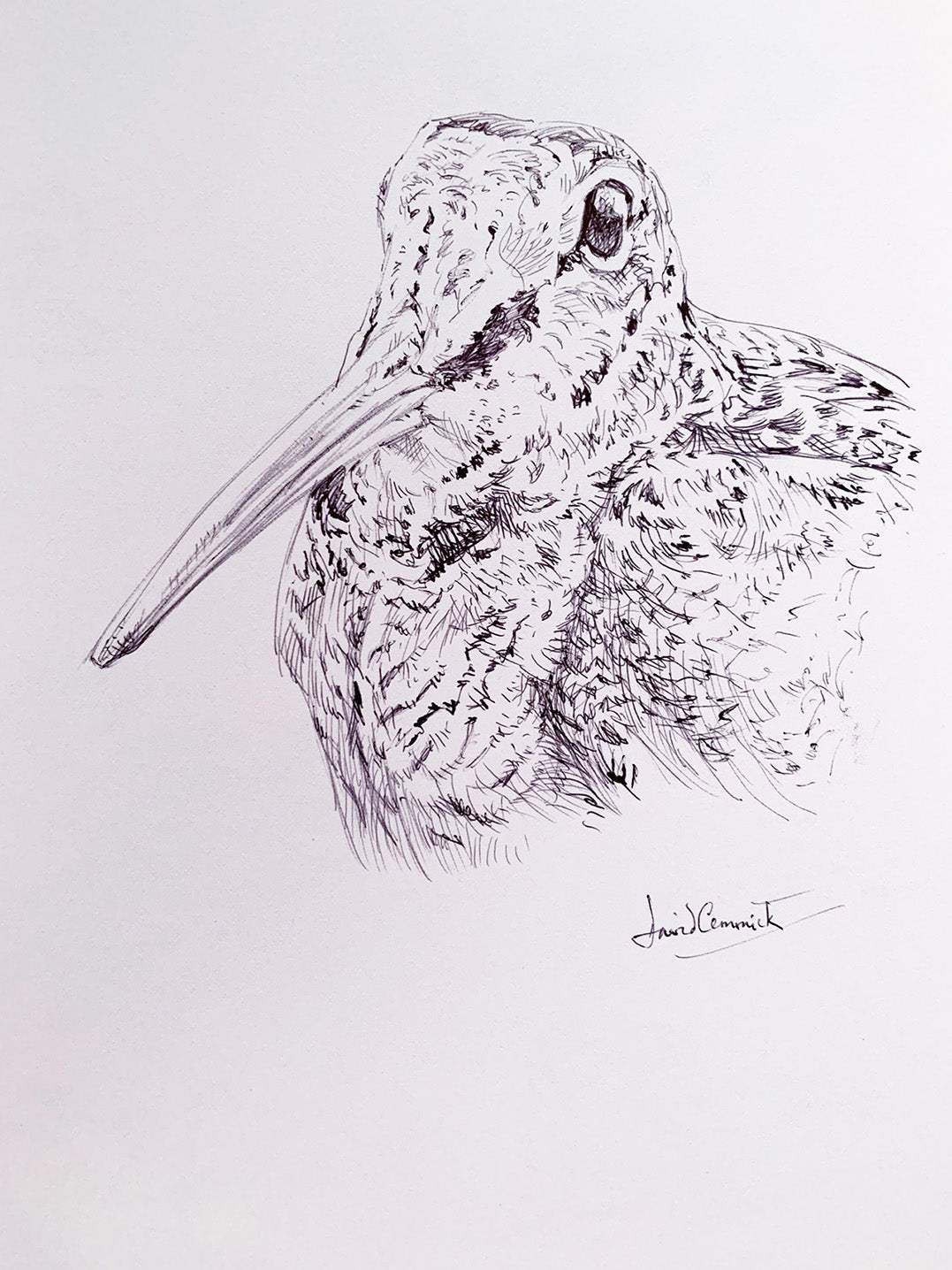 'Woodcock’ - Original Ink Drawing by David Cemmick - 35 x 25cm