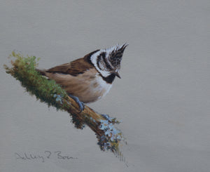 'Crested Tit Study' - Original  watercolour by Ashley Boon - 5.75" x 6"
