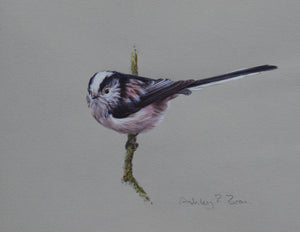 'Long-tailed Tit Study' - Original watercolour by Ashley Boon - 6" x 8"