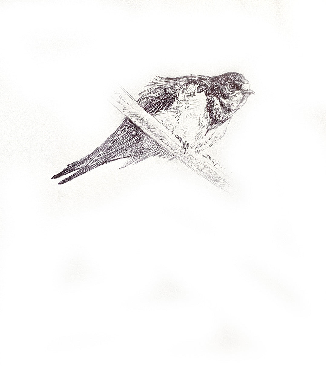 'Young Swallow’ - Original Ink Drawing by David Cemmick - 30 x 25cm