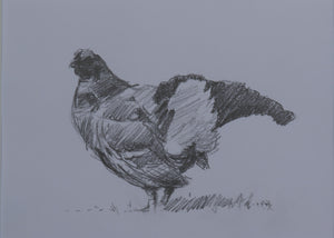 'Blackcock' - Original Pencil by Ashley Boon - 5.5" x 7.5"