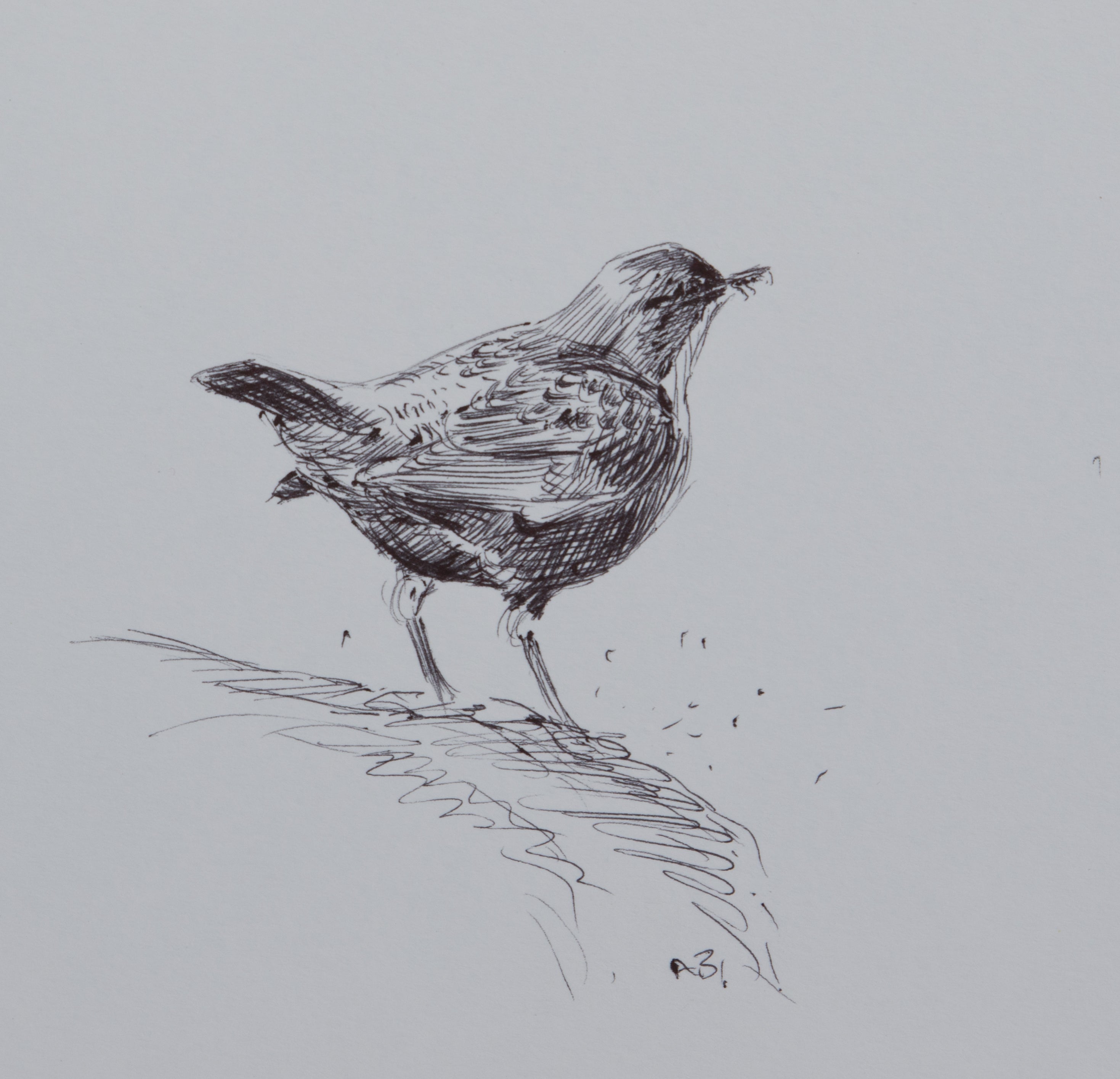 'Dipper' - Original Pen Sketch by Ashley Boon - 5" x 5"