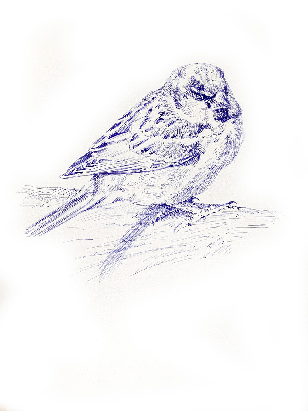 'House Sparrow’ - Original Ink Drawing by David Cemmick - 35 x 25cm