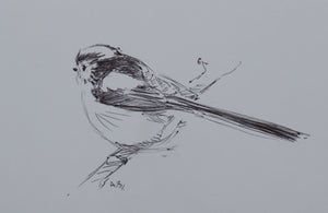 'Long-Tailed Tit' - Original Pen Sketch by Ashley Boon - 4" x 6"