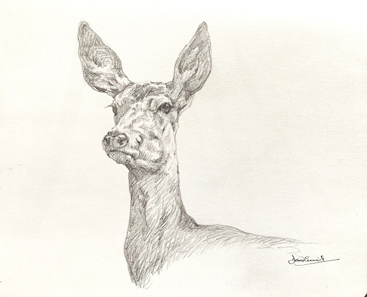 'Red Hind’ - Original Pencil Drawing by David Cemmick - 20 x 30cm