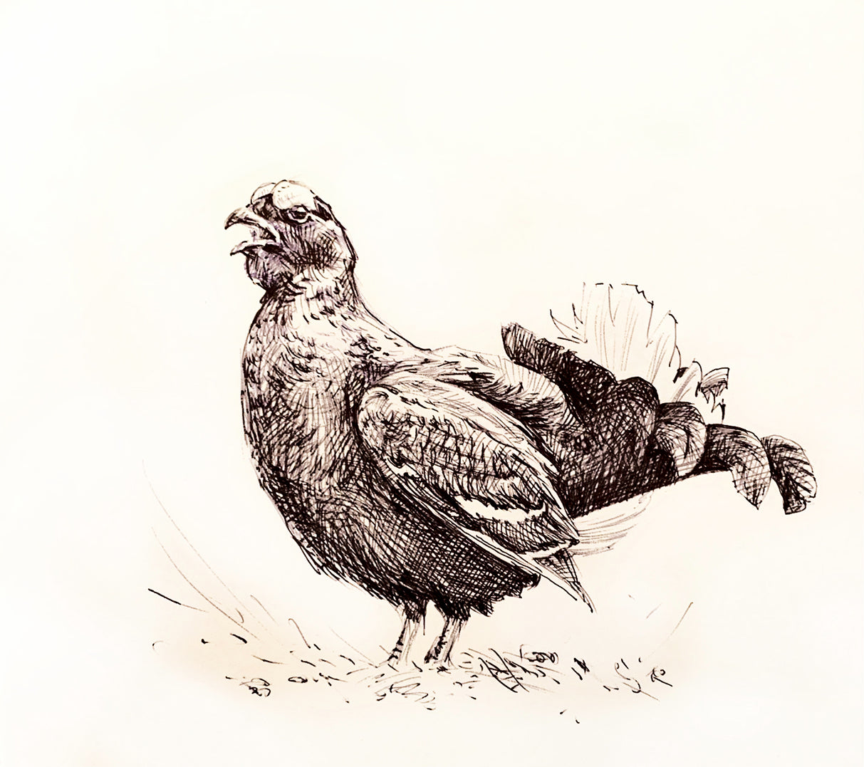 'Blackcock’ - Original Ink Drawing by David Cemmick - 20 x 30cm