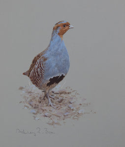 'Grey Partridge Portrait' - Original Watercolour by Ashley Boon - 10" x 8.5"