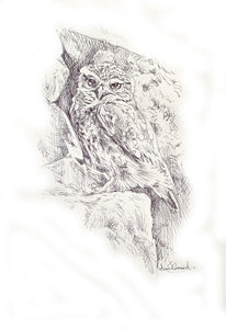 'Little Owl’ - Original Ink Drawing by David Cemmick - 30 x 25cm