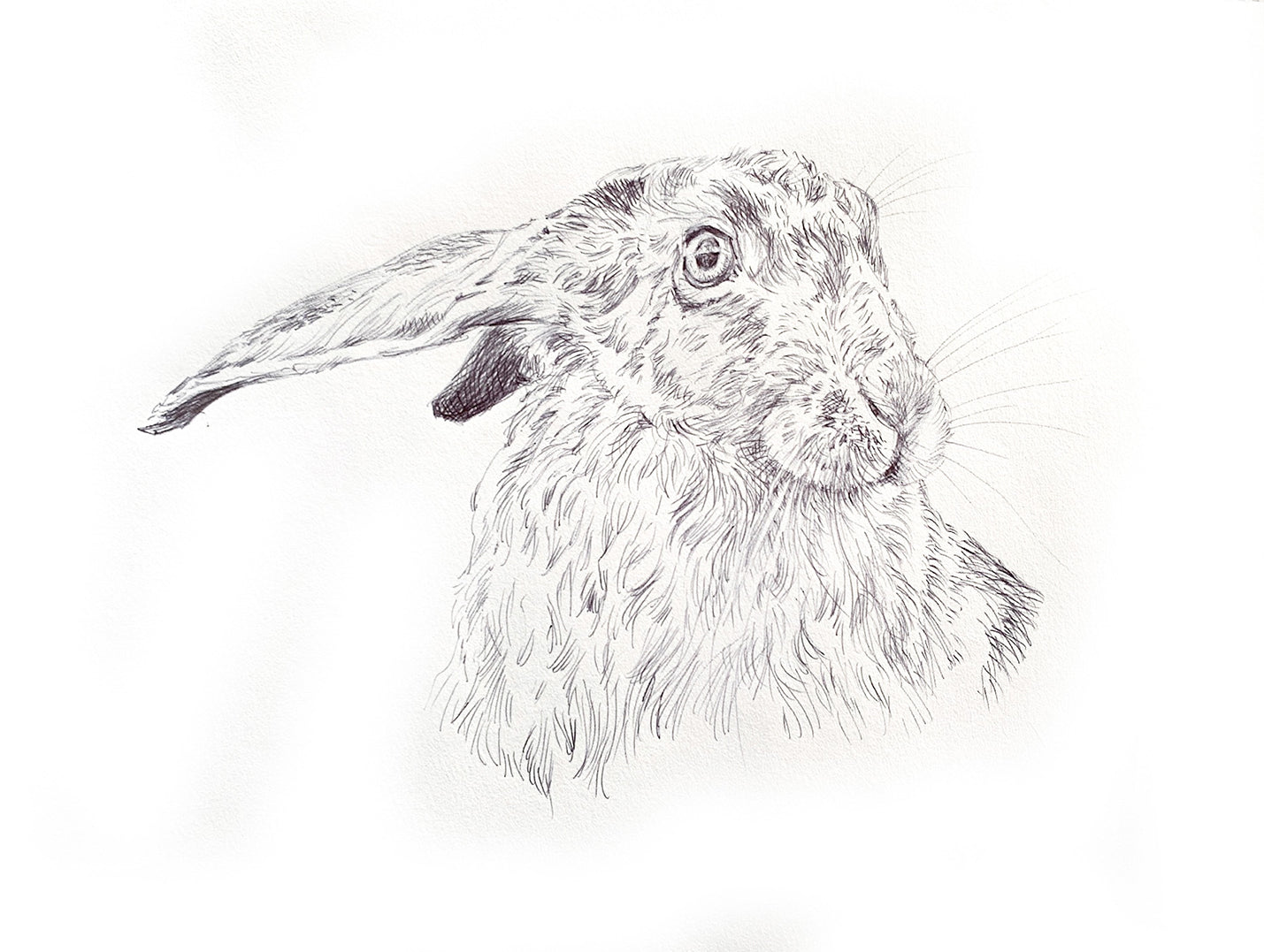 'Hare head study’ - Original Ink Drawing by David Cemmick - 30 x 35cm