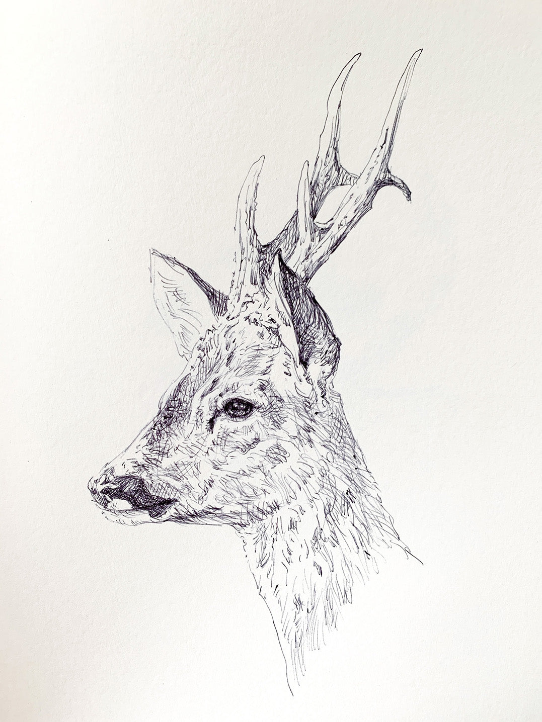 'Roe Buck’ - Original Ink Drawing by David Cemmick - 30 x 35cm