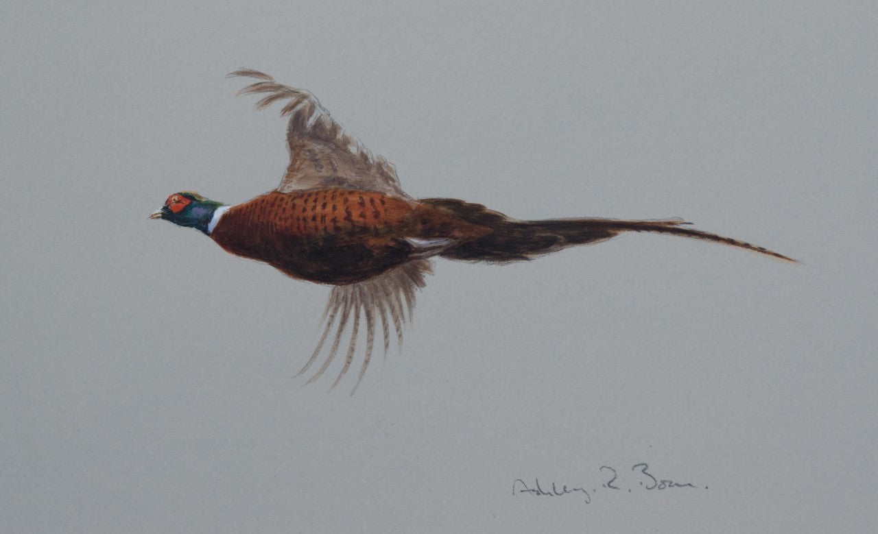 'Cock Pheasant' - Original watercolour by Ashley Boon - 6 x 9.5"