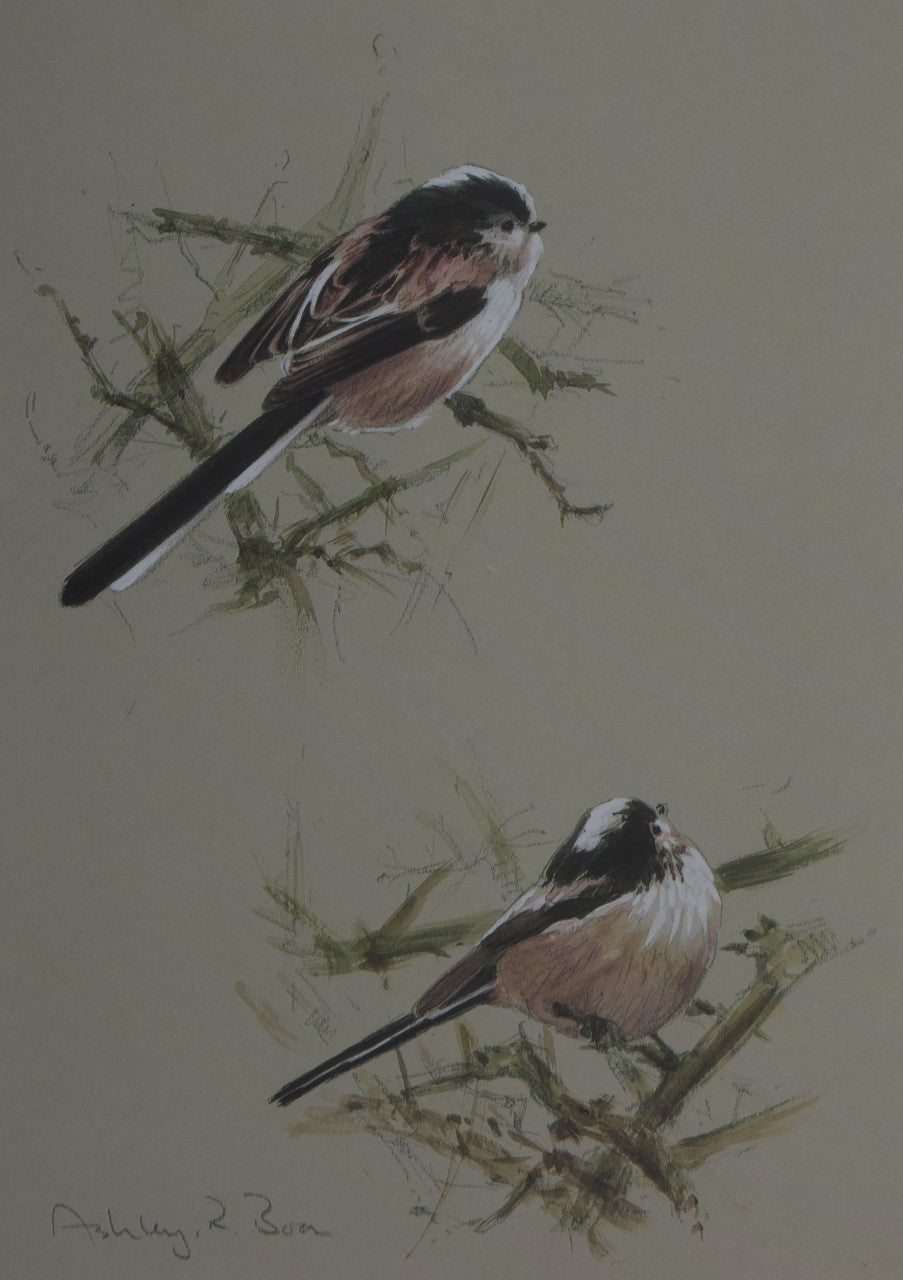 006. 'Long-tailed Tits' Limited Edition Print (100 only) by Ashley Boon - 10" x 7"