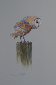 'Barn Owl Study' - Original watercolour by Ashley Boon - 11.25 x 7.75"