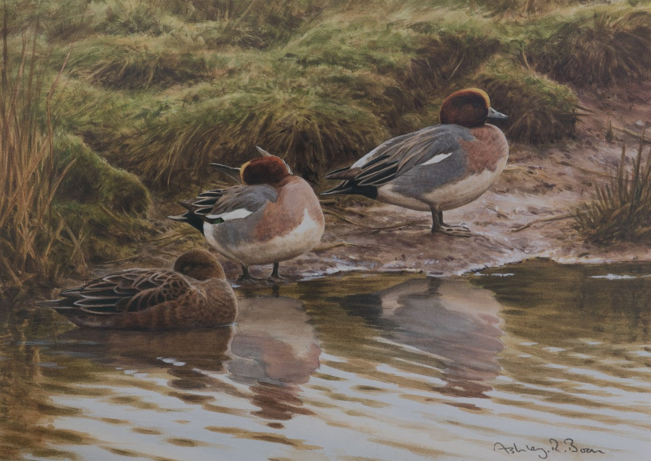 007. 'Wigeon on a Muddy Edge' Limited Edition Print (100 only) by Ashley Boon - 10" x 13.75"
