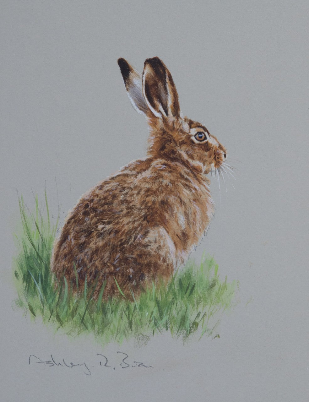 'Brown Hare Study' - Original watercolour by Ashley Boon - 8.5 x 6.25"