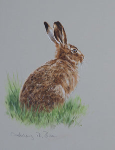 'Brown Hare Study' - Original watercolour by Ashley Boon - 8.5 x 6.25"
