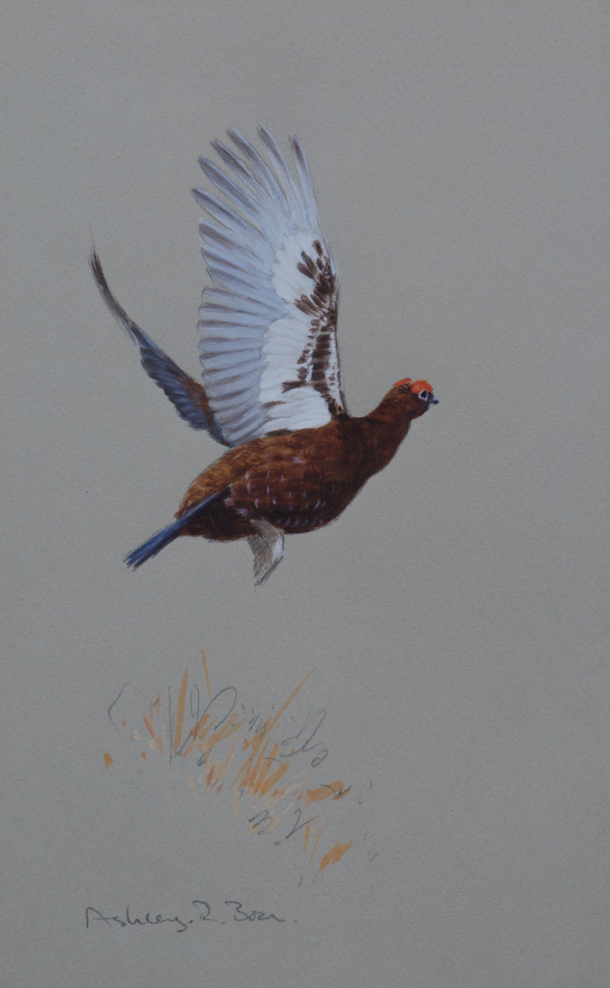 'Lifting Grouse' Original watercolour by Ashley Boon - 9.75" x 6.25"