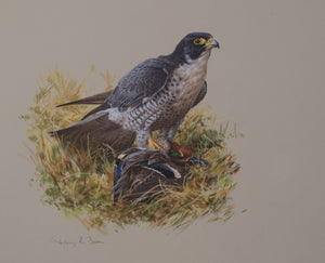 008. 'Peregrine & Teal' Limited Edition Print (100 only) by Ashley Boon - 13.5" x 15.5"