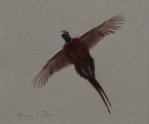 'Cock Pheasant Flight Study' Original watercolour by Ashley Boon - 6" x 7"