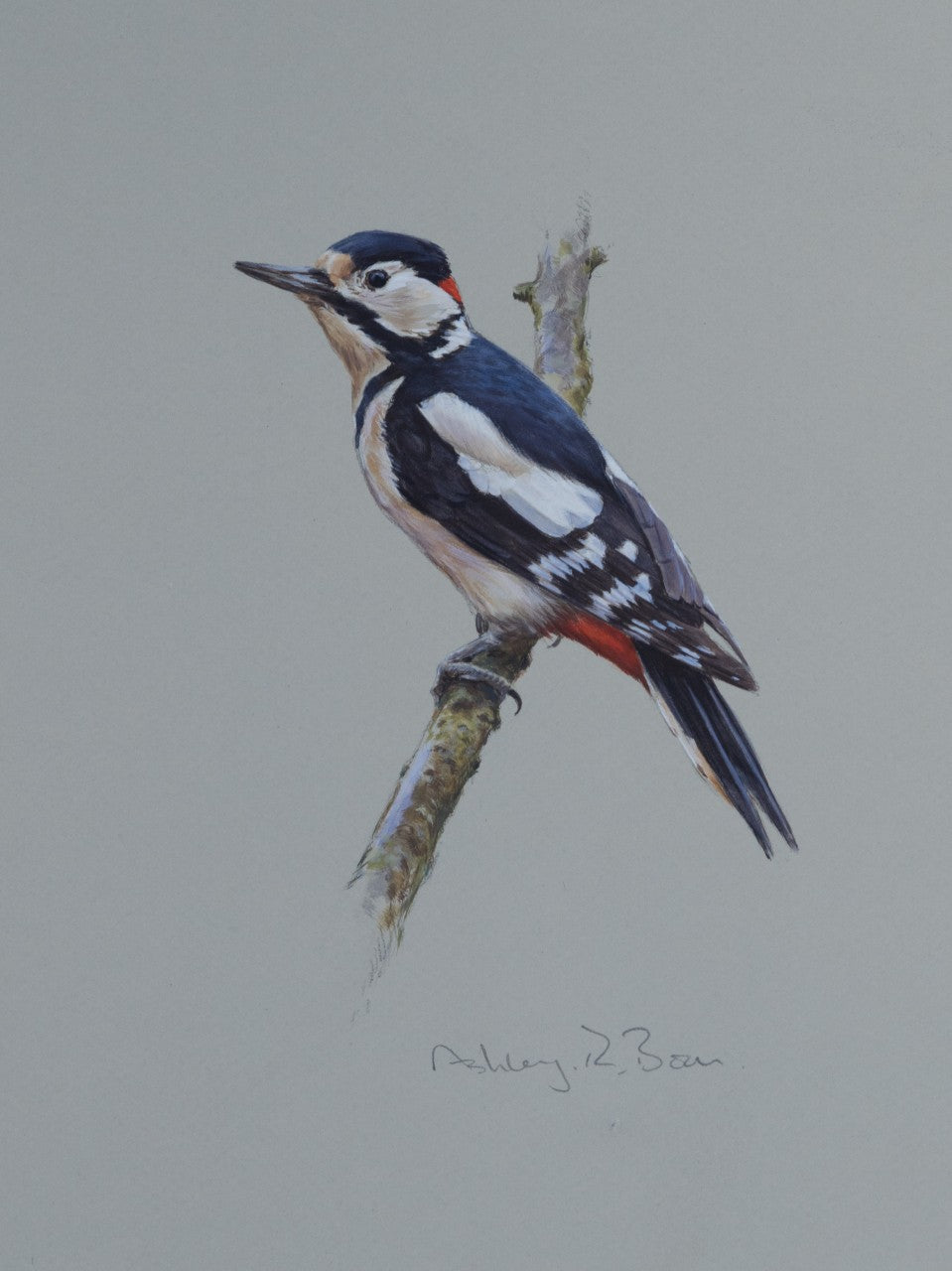 'Great Spotted Woodpecker Study' - Original watercolour by Ashley Boon - 10 x 7.5"