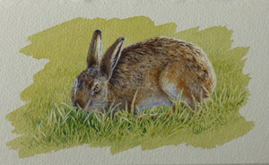 'Hare Study' - Original Watercolour Painting by Owen Williams - 11 x 22cm