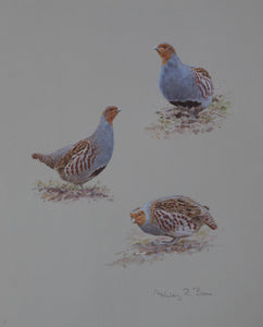 'Grey Partridge Studies' Original watercolour by Ashley Boon - 14" x 11.75"