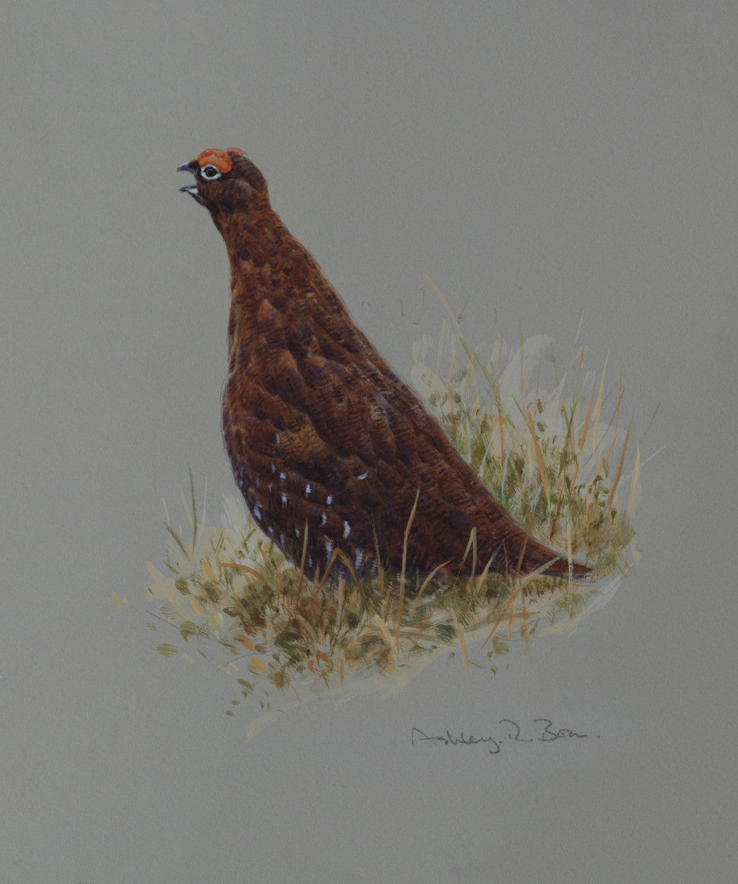 'Calling Grouse' - Original watercolour by Ashley Boon - 10.75 x 9"