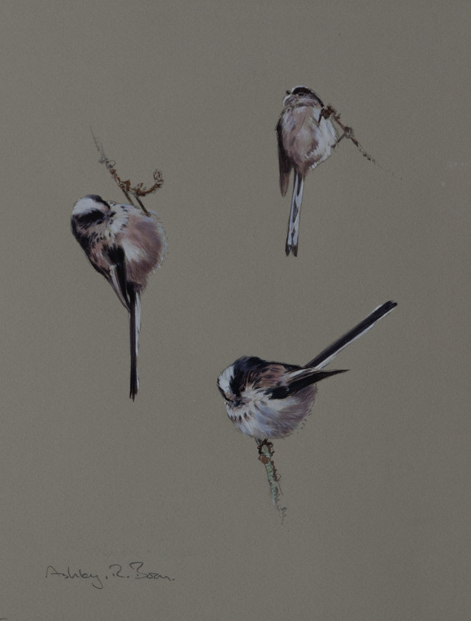 'Long-tailed Tit Studies' - Original by Ashley Boon - 10.75 x 8.5"