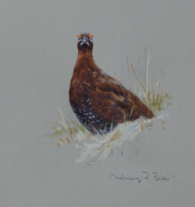 'Red Grouse Sketch' - Original by Ashley Boon - 7.75 x 7"