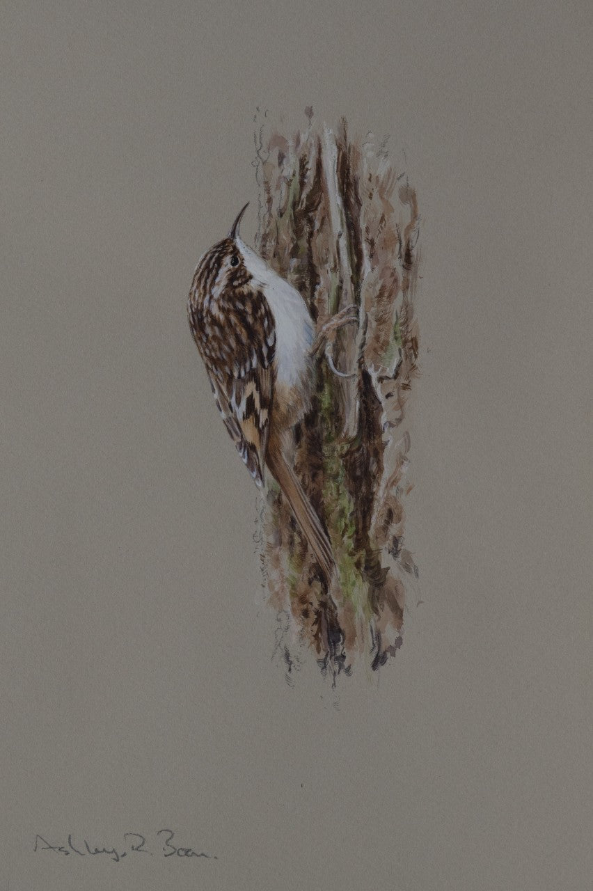 'Treecreeper Study' - Original by Ashley Boon - 10.5 x 6.75"