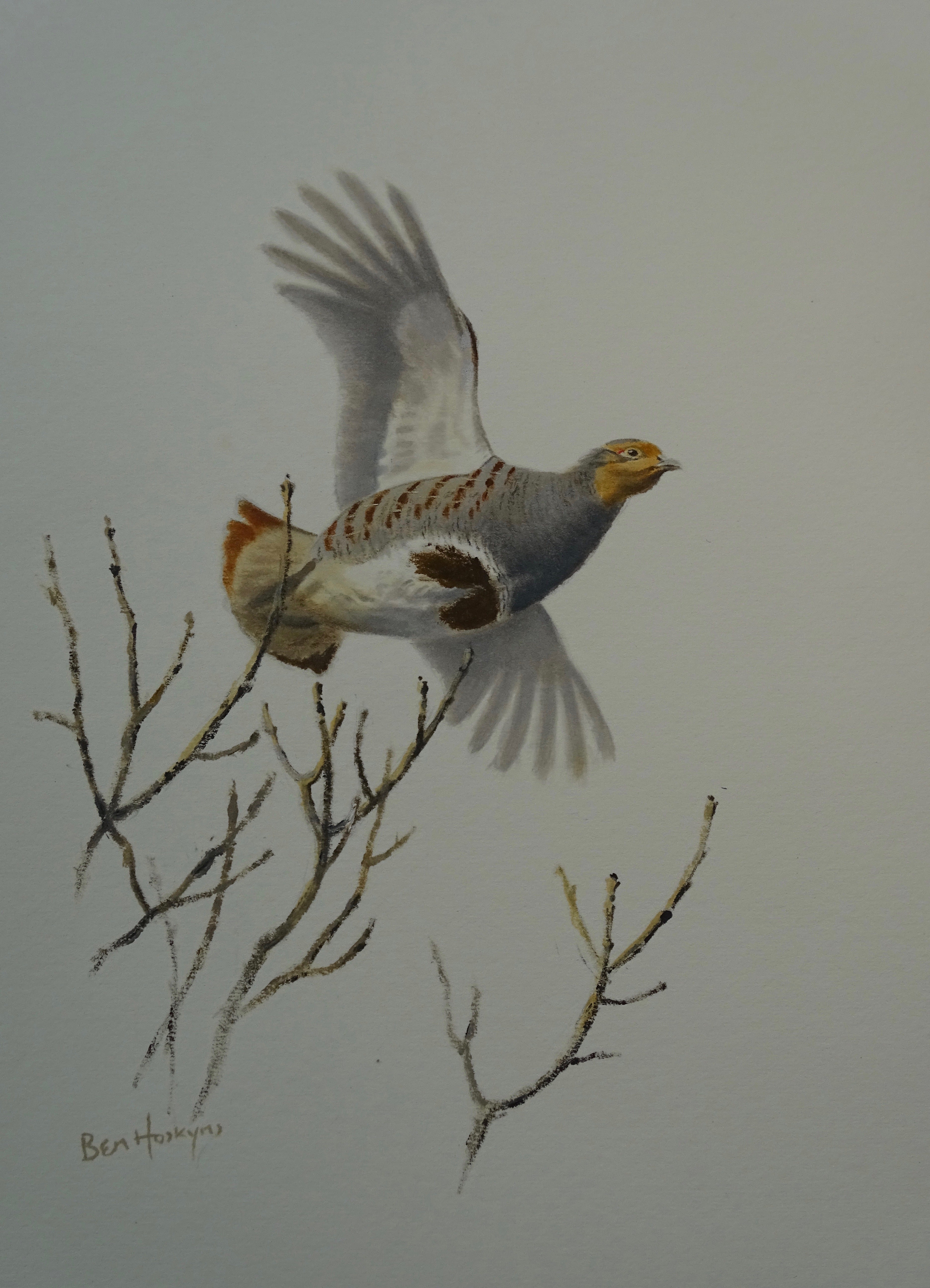 'Flying Partridge' - Original Oil Painting by Ben Hoskyns