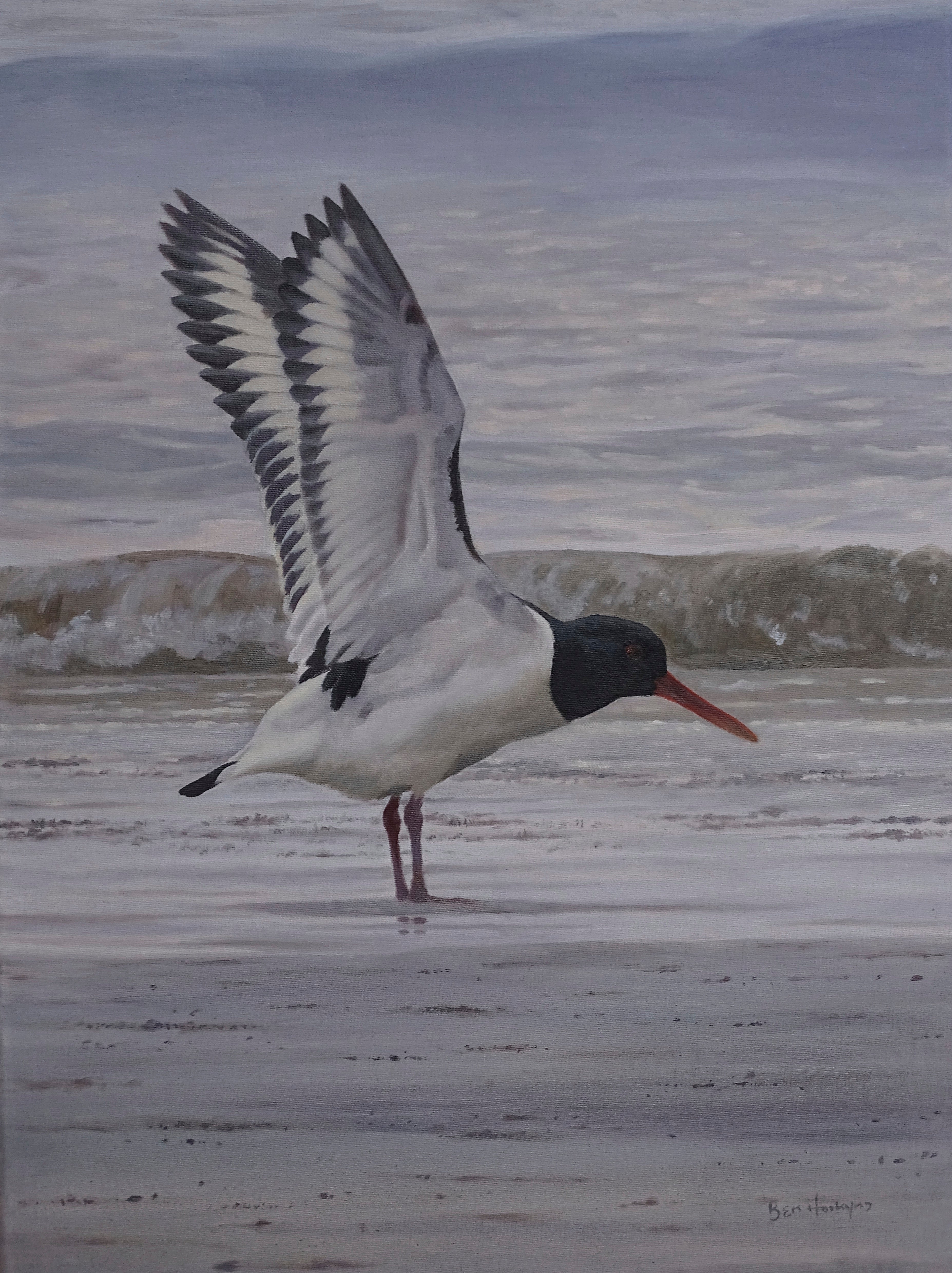 'Oystercatcher' - Original Oil Painting by Ben Hoskyns