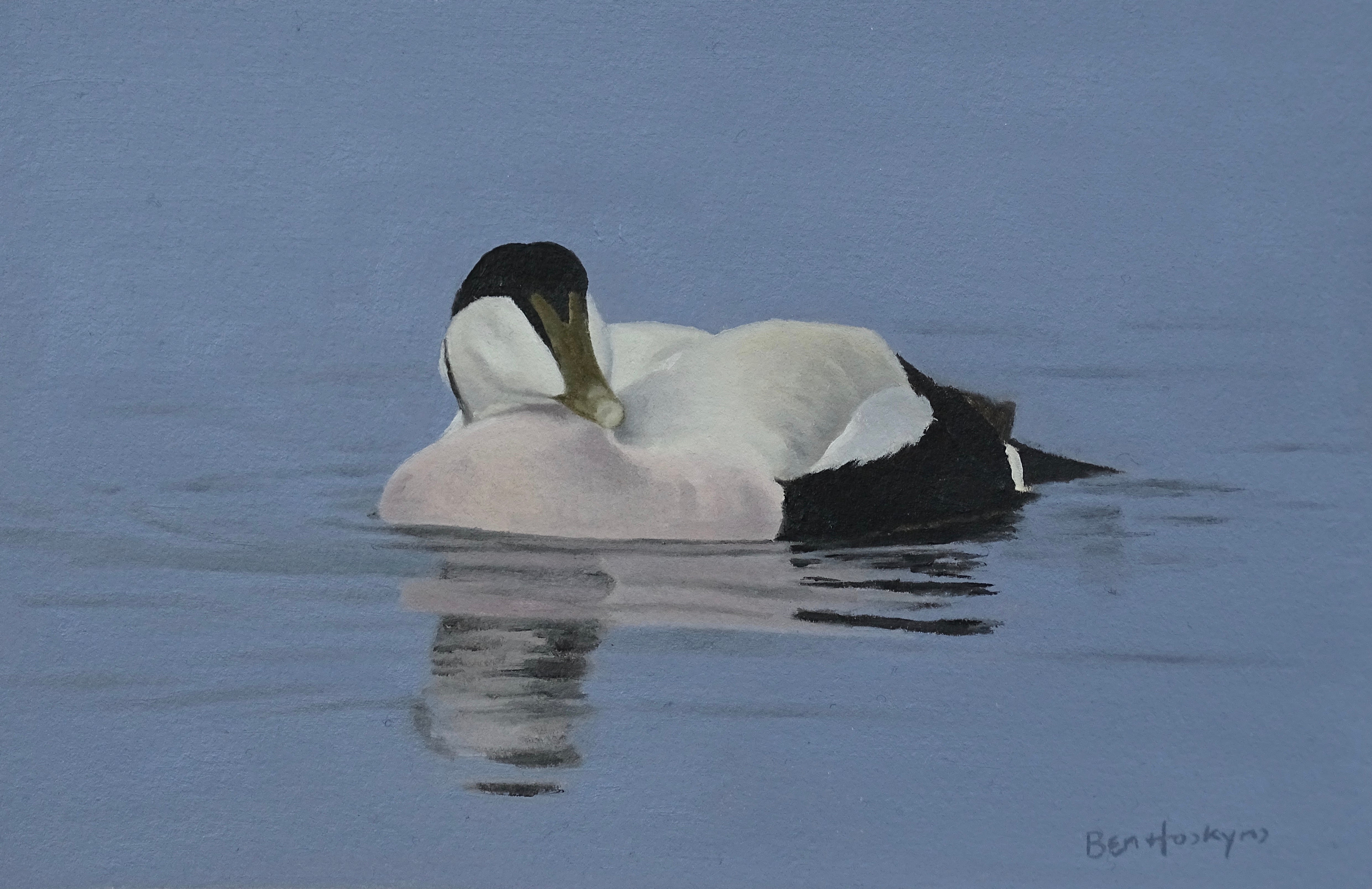 'Swimming Eider' - Original Oil Painting by Ben Hoskyns