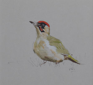 'Green Woodpecker Sketch' - Original Watercolour by Ashley Boon - 6" x 6.5"
