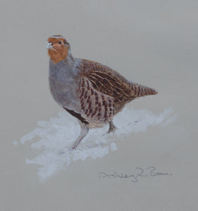 'Grey Partridge in Snow Sketch' Original watercolour by Ashley Boon - 7.5" x 6"