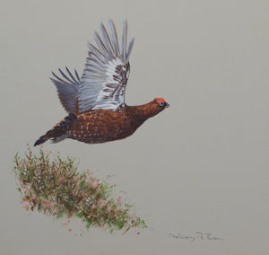 'Lifting Grouse' Original Watercolour by Ashley Boon - 12" x 12.75"
