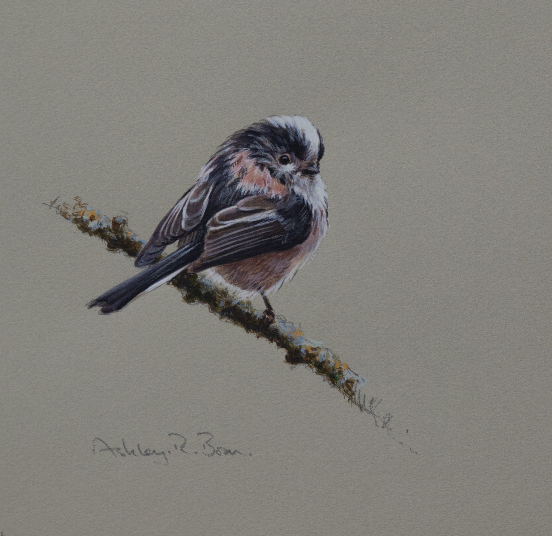 'Long-tailed Tit' - Original Watercolour by Ashley Boon - 7" x 6.5"