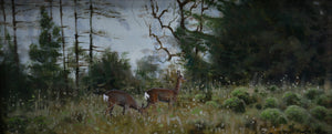 'November Roe' - Original Oil Painting by Alistair Makinson - 12 x 28cm